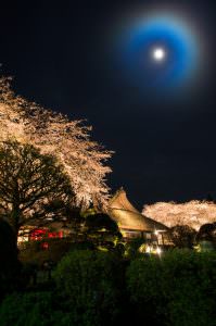 第21回 審査委員長賞・入園者投票賞 月夜に咲く 大屋昇様