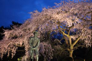 満開の枝垂れ桜で春爛漫 遠藤由信①園長賞