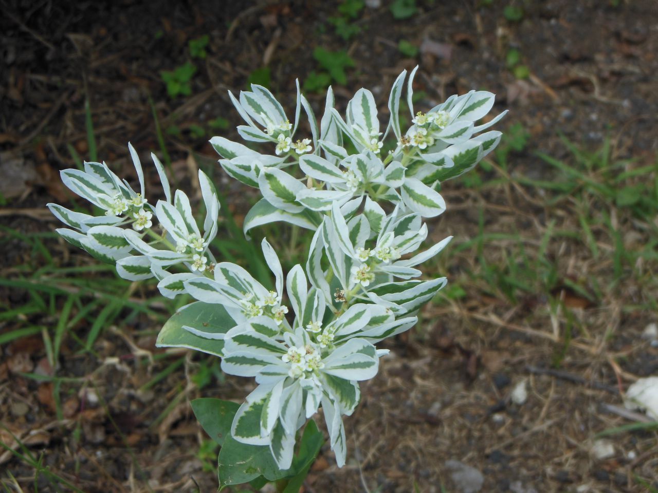 ハツユキソウ 秩父宮記念公園