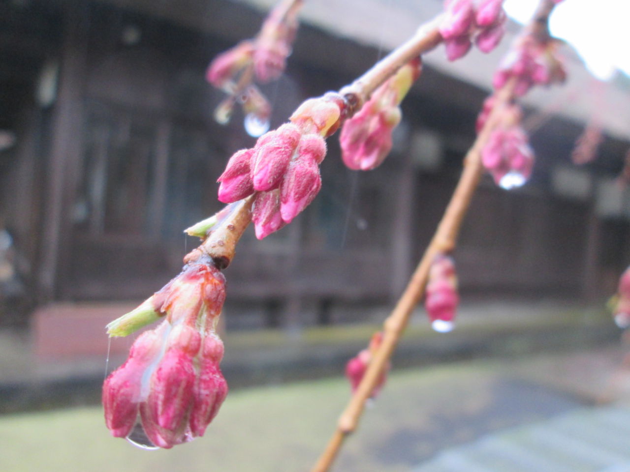 枝垂れ桜の開花状況(4月8日現在)「つぼみふくらむ」