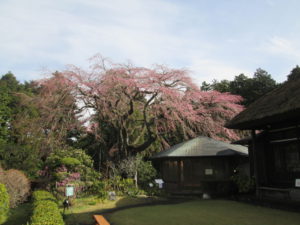 枝垂れ桜の開花状況(4月12日現在)「3分咲き」