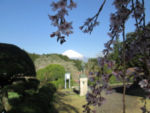 枝垂れ桜の開花状況(4月14日現在)「7分咲き」