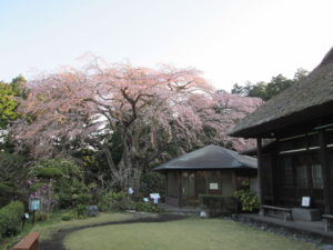 桜まつり第2弾2日目 枝垂れ桜の開花状況(4月16日現在)「満開」