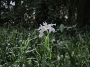 季節の花(4月22日現在)