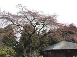 枝垂れ桜の開花状況(4月10日現在)「2分咲き」