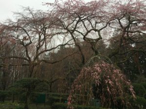 枝垂れ桜の開花状況(4月11日現在)「2分咲き」