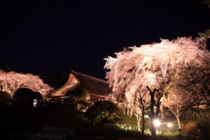 桜まつり・夜桜ライトアップ まとめ