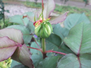 春の花たち 5月18日現在の開花状況#4