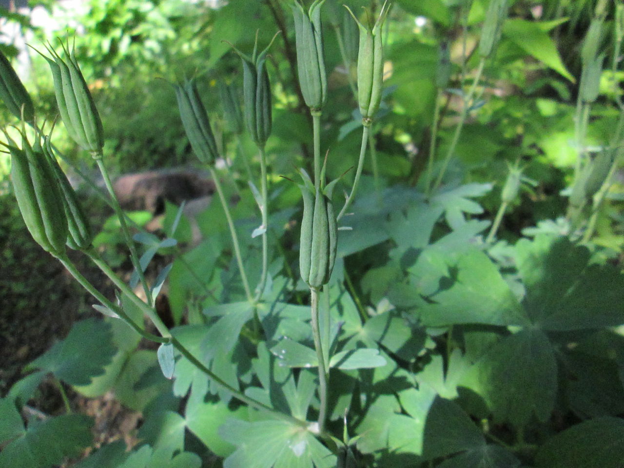 夏の花たち 6月2日現在の開花状況#6