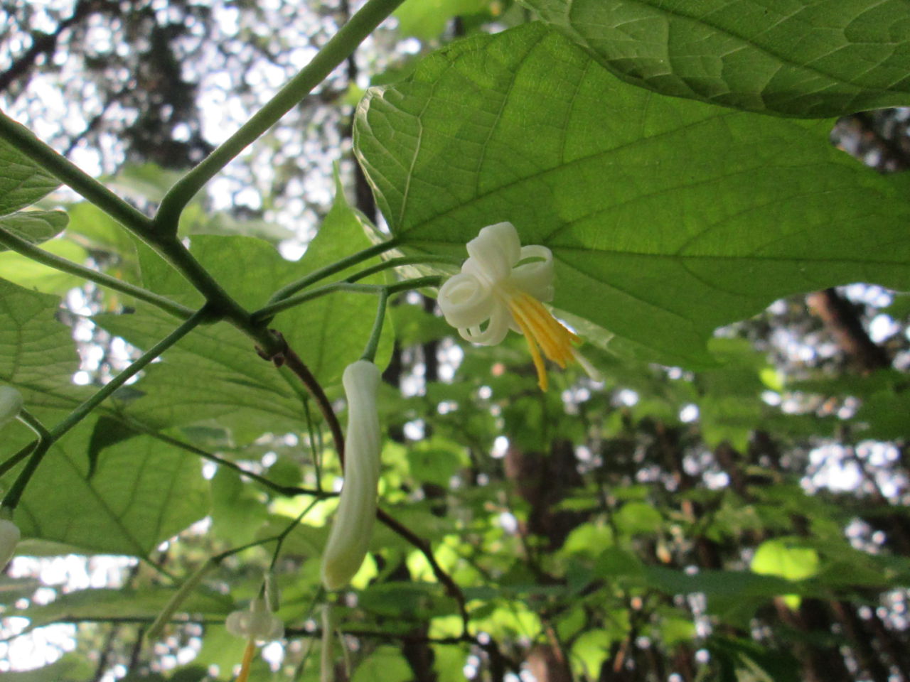 夏の花たち 6月9日現在の開花状況#7
