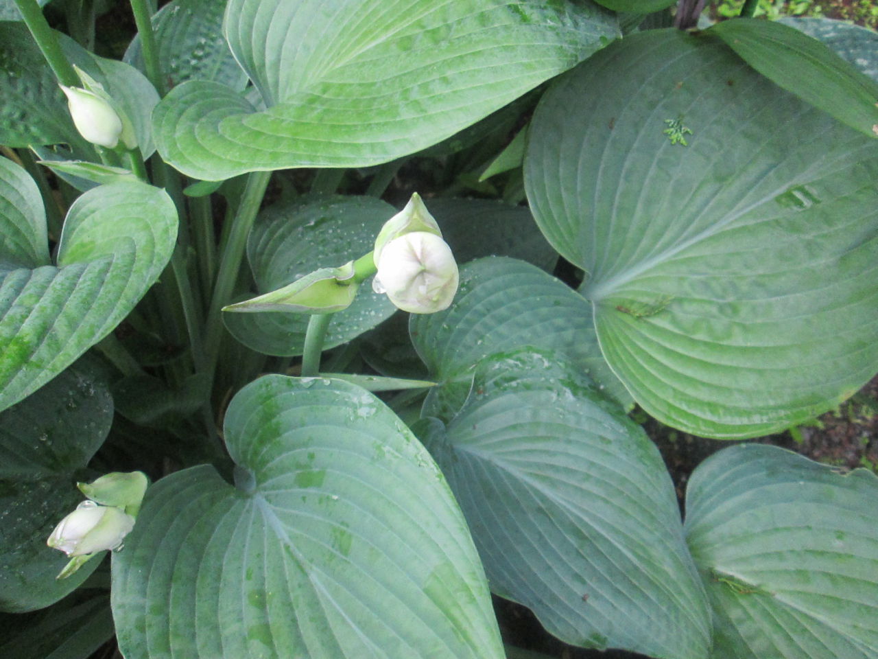 夏の花たち 6月22日現在の開花状況#9