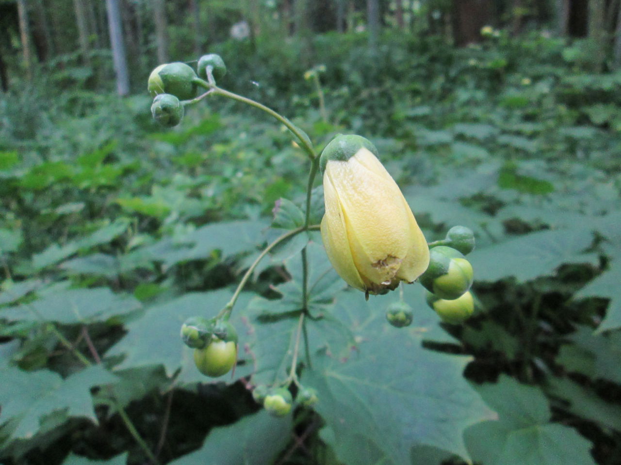 夏の花たち 7月27日現在の開花状況#14