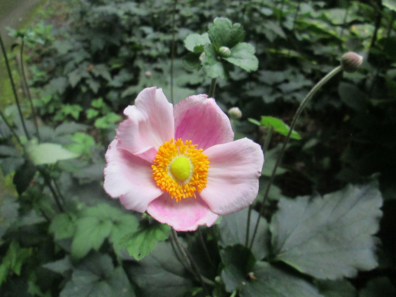 夏の花たち 8月25日現在の開花状況#18