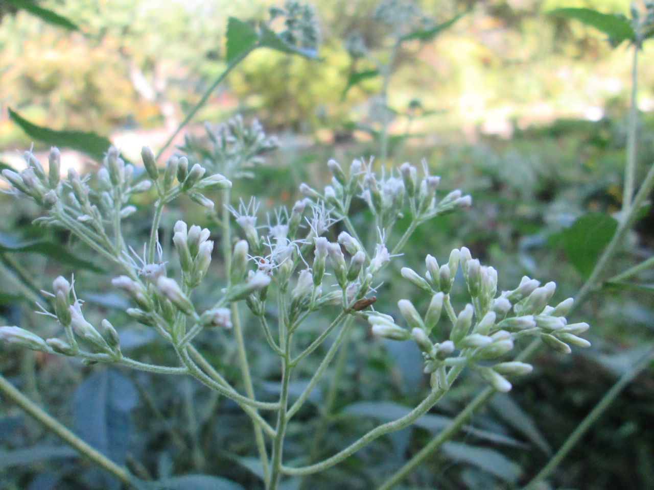 夏の花たち 8月31日現在の開花状況#19