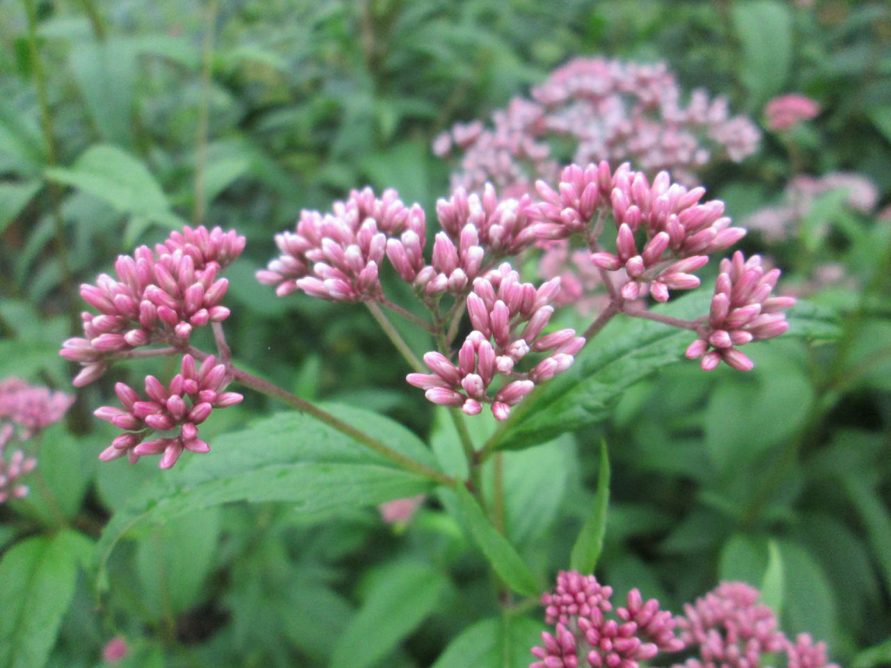 秋の花たち 9月7日現在の開花状況#20