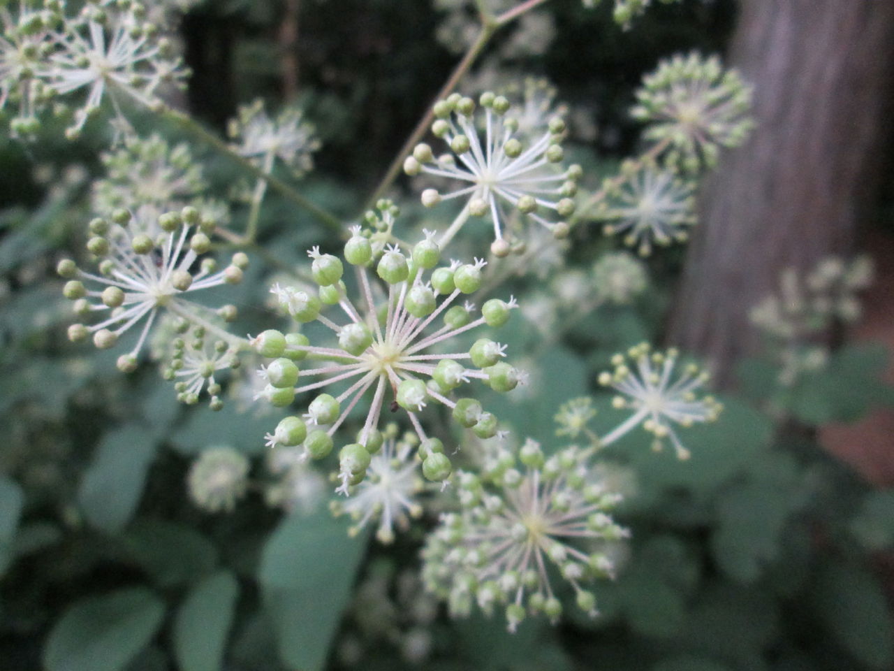 秋の花たち 9月15日現在の開花状況#21