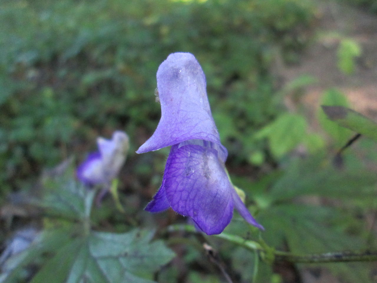 秋の花たち 10月26日現在の開花状況#27