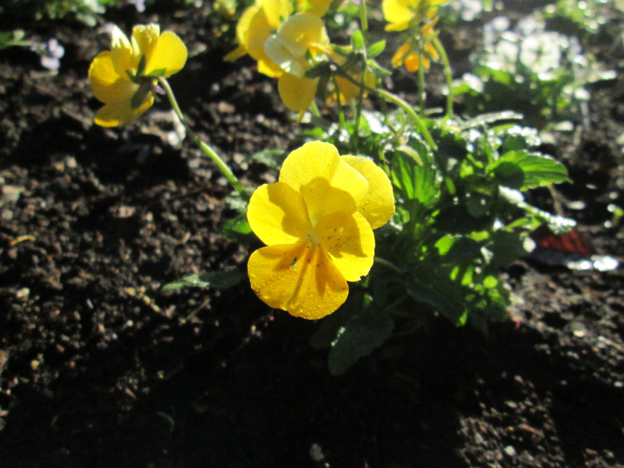 秋の花たち 11月9日現在の開花状況#29