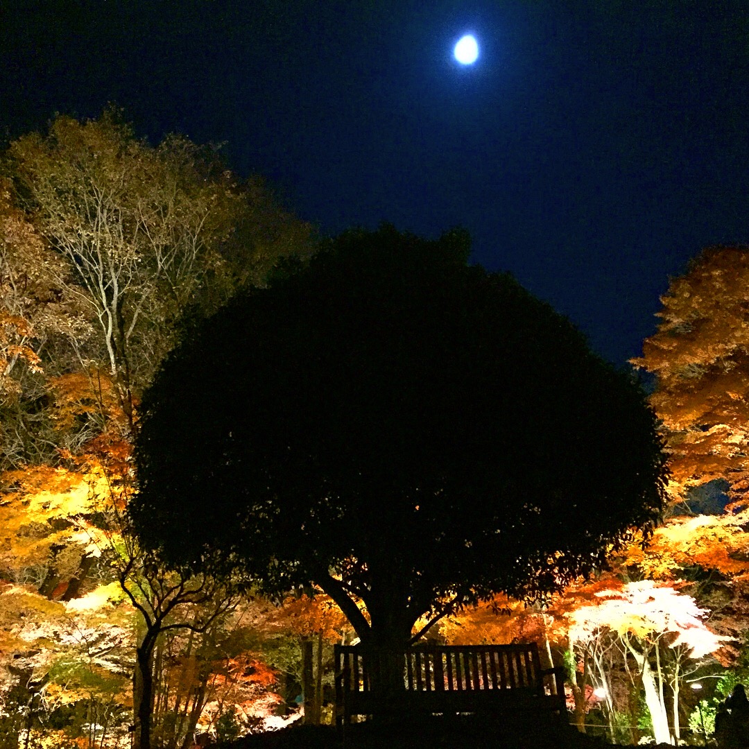 紅葉まつり開催のお知らせ