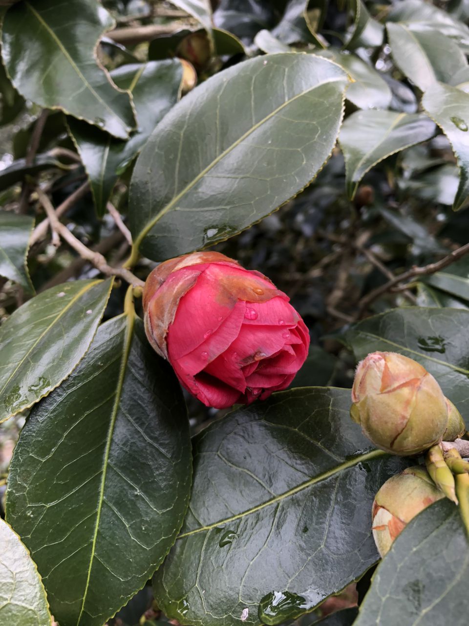 冬の花たち 2月23日現在の開花状況#33