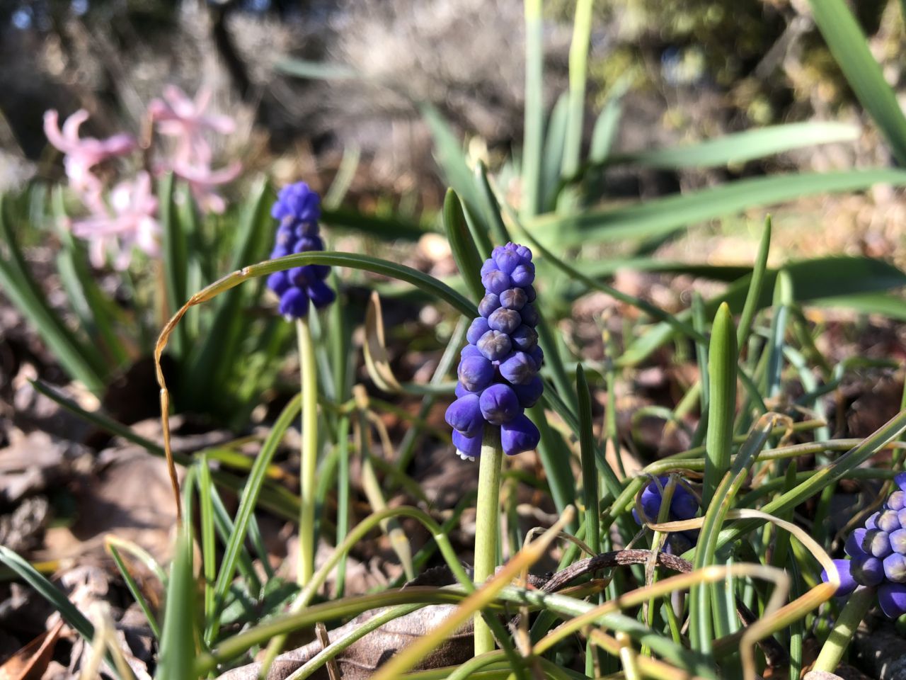 春の花たち 3月25日現在の開花状況#37