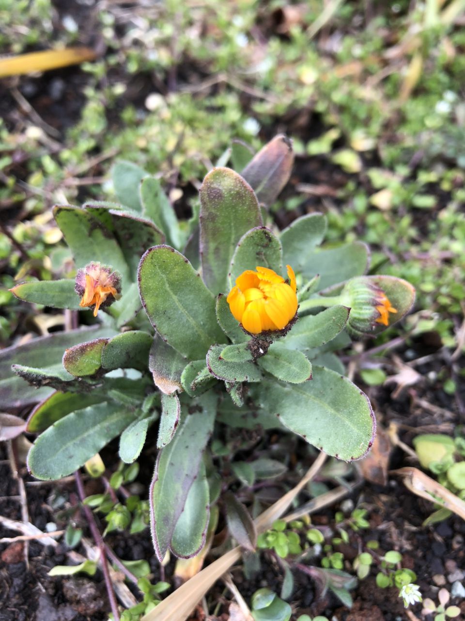 春の花たち 3月9日現在の開花状況#35