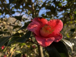 春の花たち 3月3日現在の開花状況#34