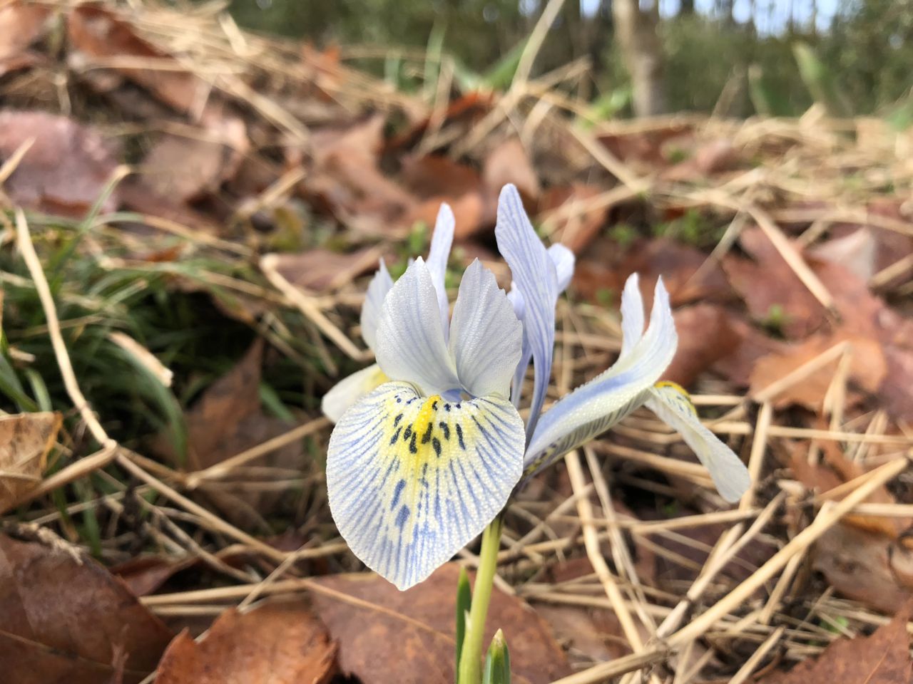 春の花たち 3月15日現在の開花状況#36