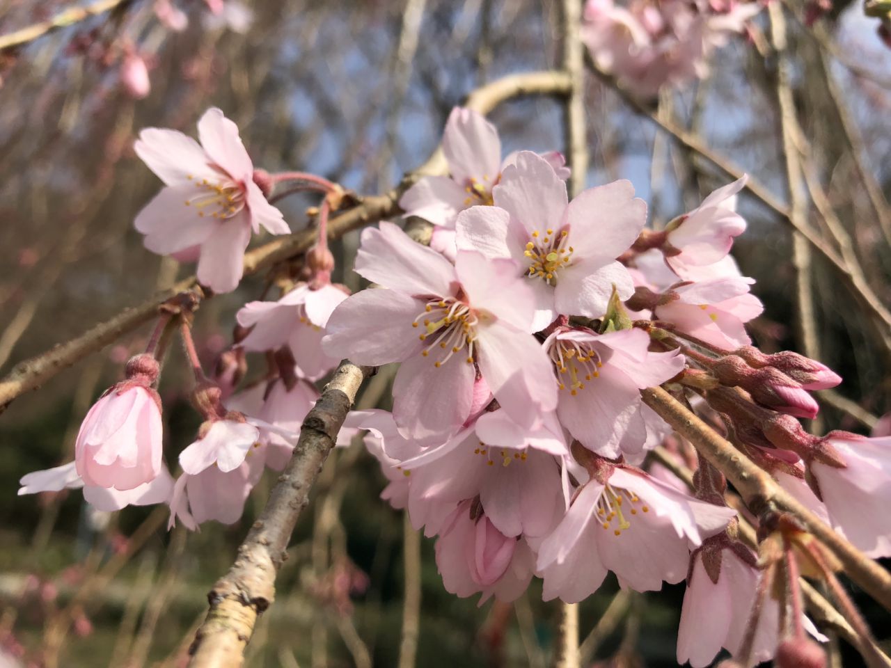 しだれ桜 開花状況「1分咲き」