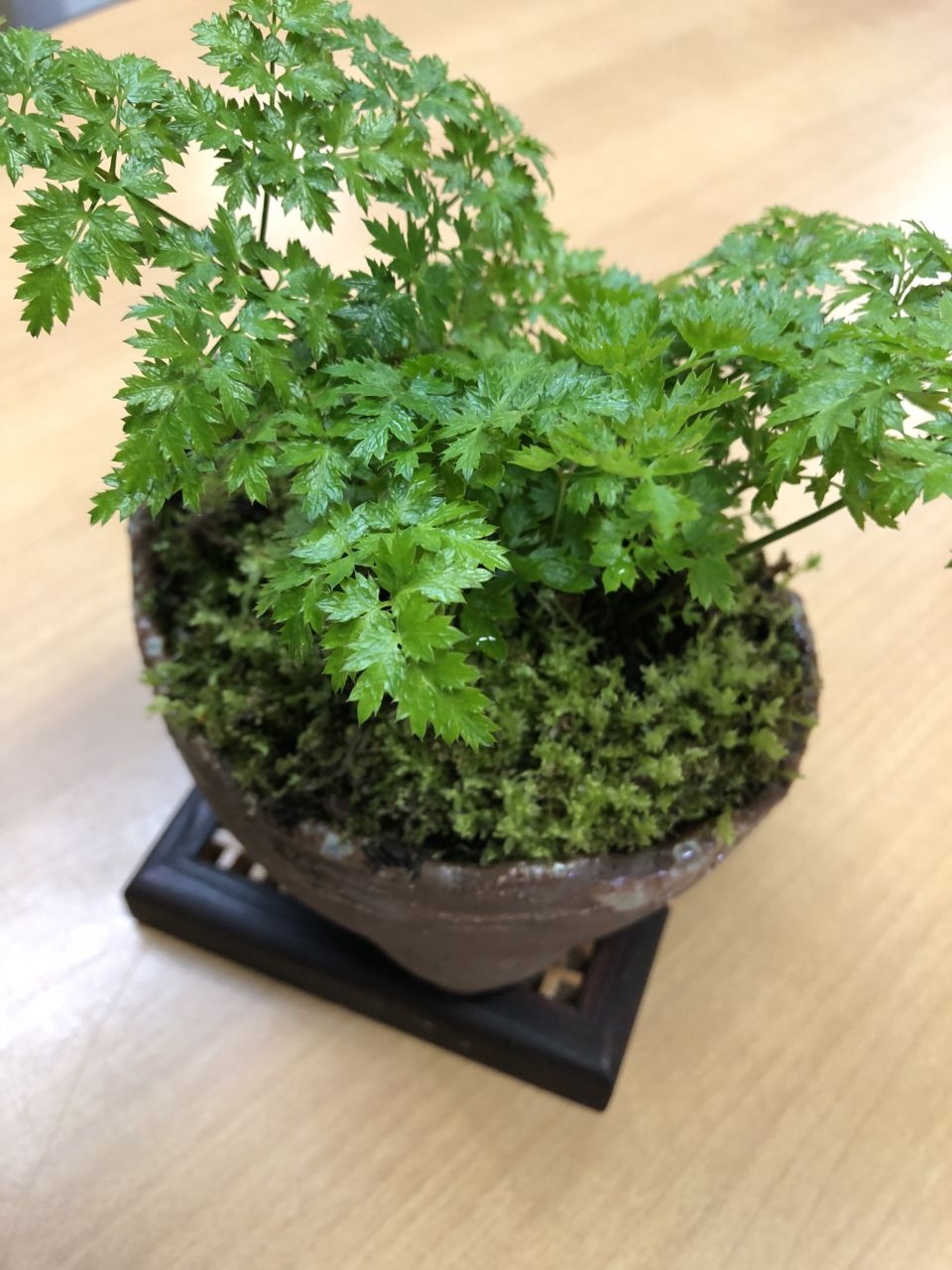 2018年度 山野草教室