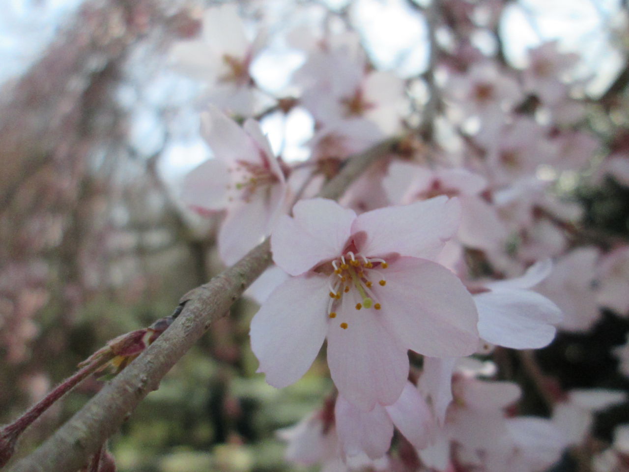 しだれ桜 開花状況「1分咲き」