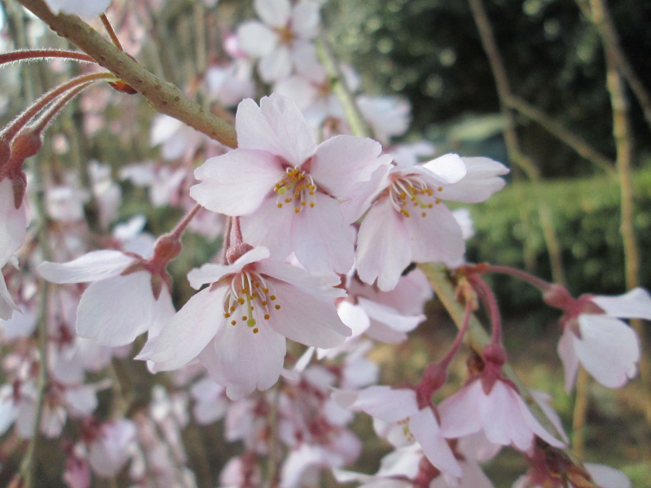 しだれ桜 開花状況「3分咲き」