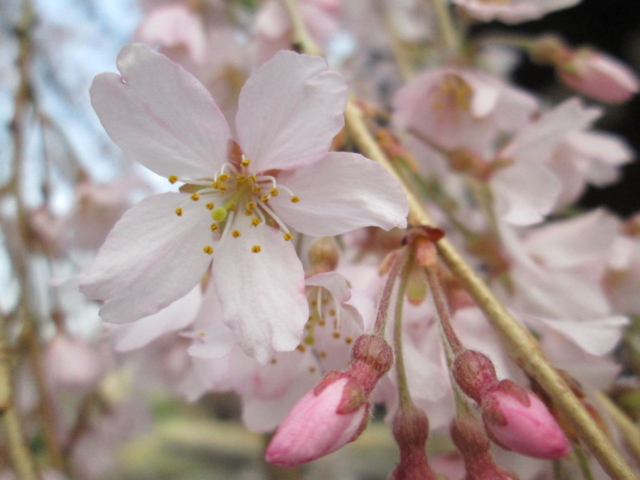 しだれ桜 開花状況「8分咲き」