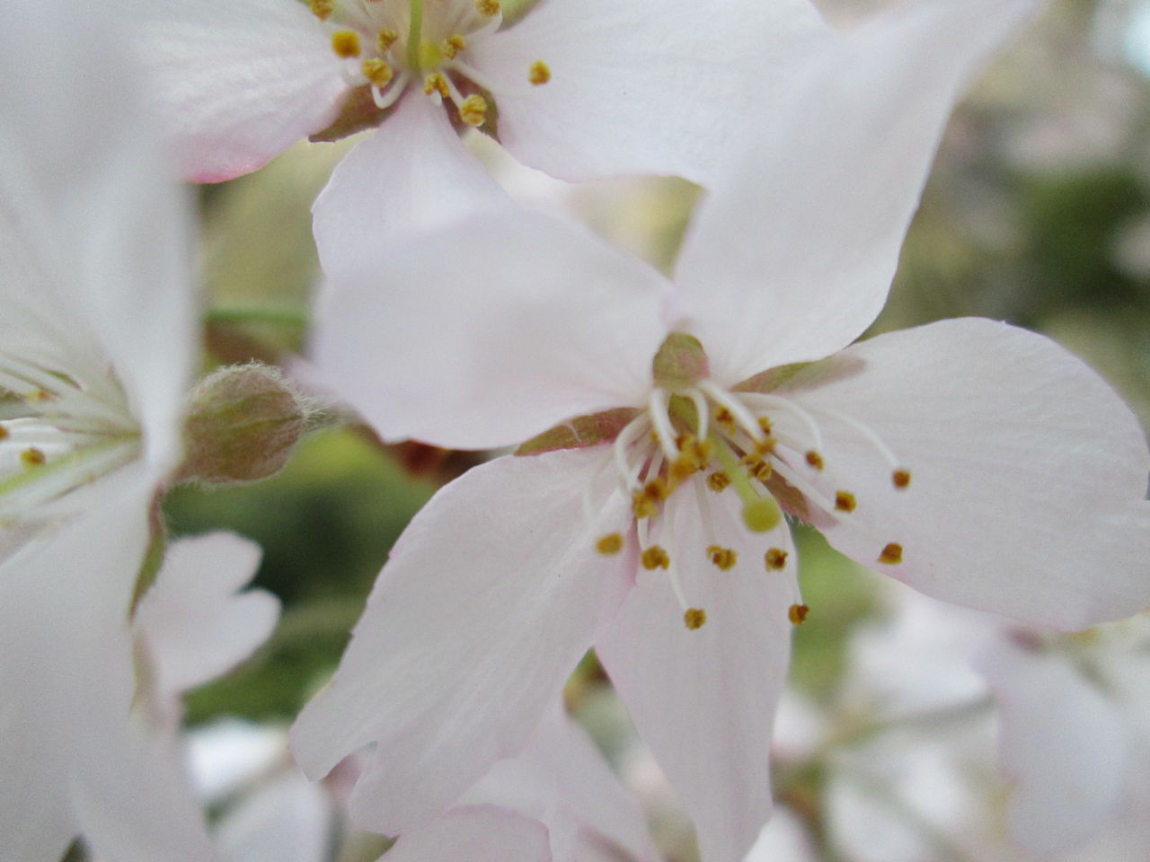 しだれ桜 開花状況「満開」