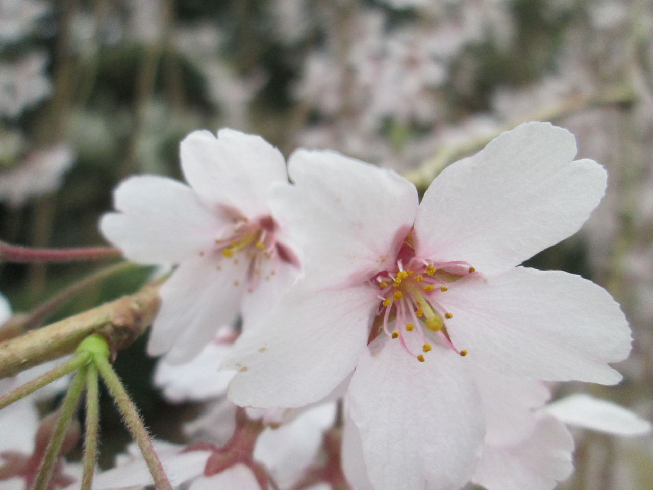 しだれ桜 開花状況「満開」