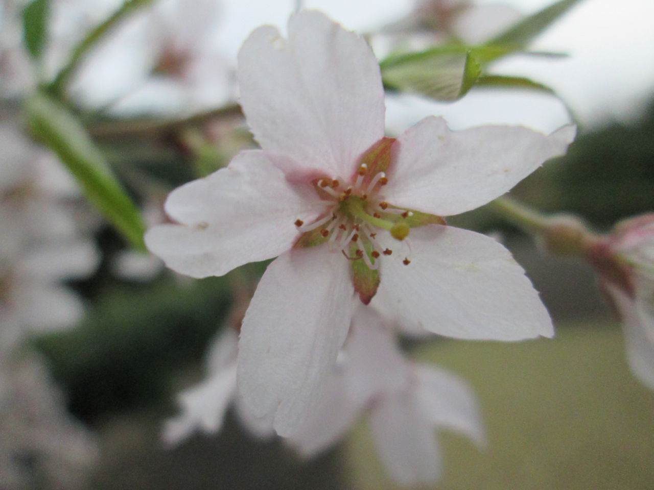 しだれ桜 開花状況「満開」