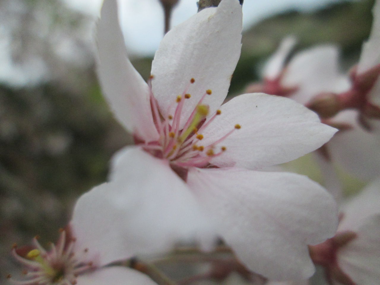 しだれ桜 開花状況「散り始め」