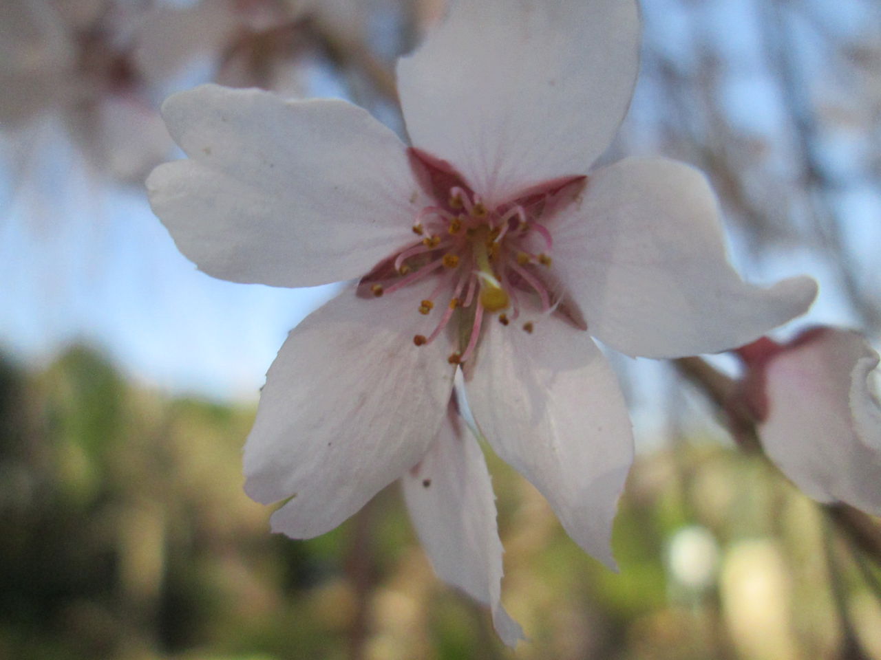 しだれ桜 開花状況「散り始め」