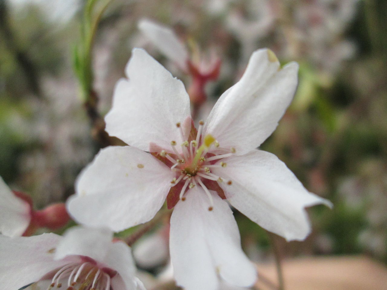 しだれ桜 開花状況「落下さかん」