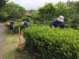 お茶摘みを致しました