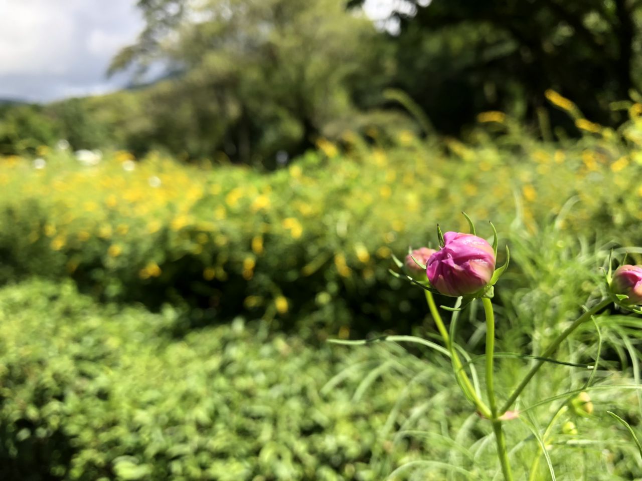 園内の花たち(9/9)現在の開花状況#31