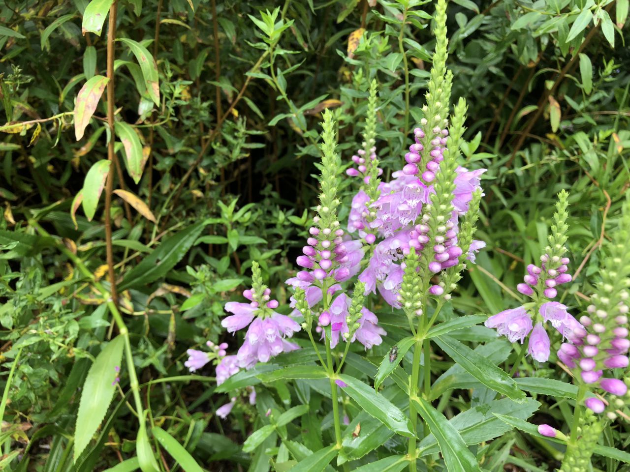 園内の花たち(9/7)現在の開花状況#30