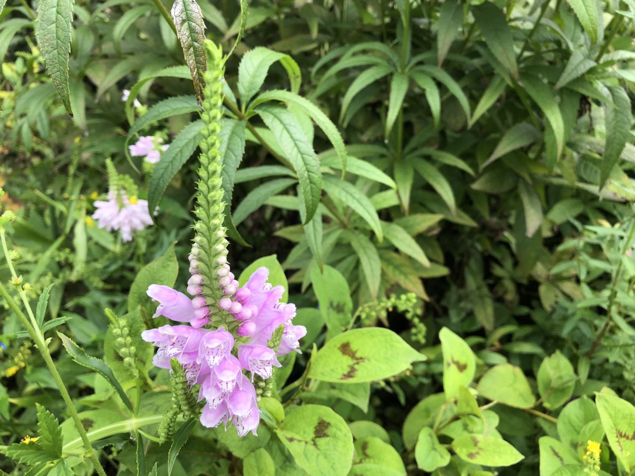 園内の花たち(9/1)現在の開花状況#29