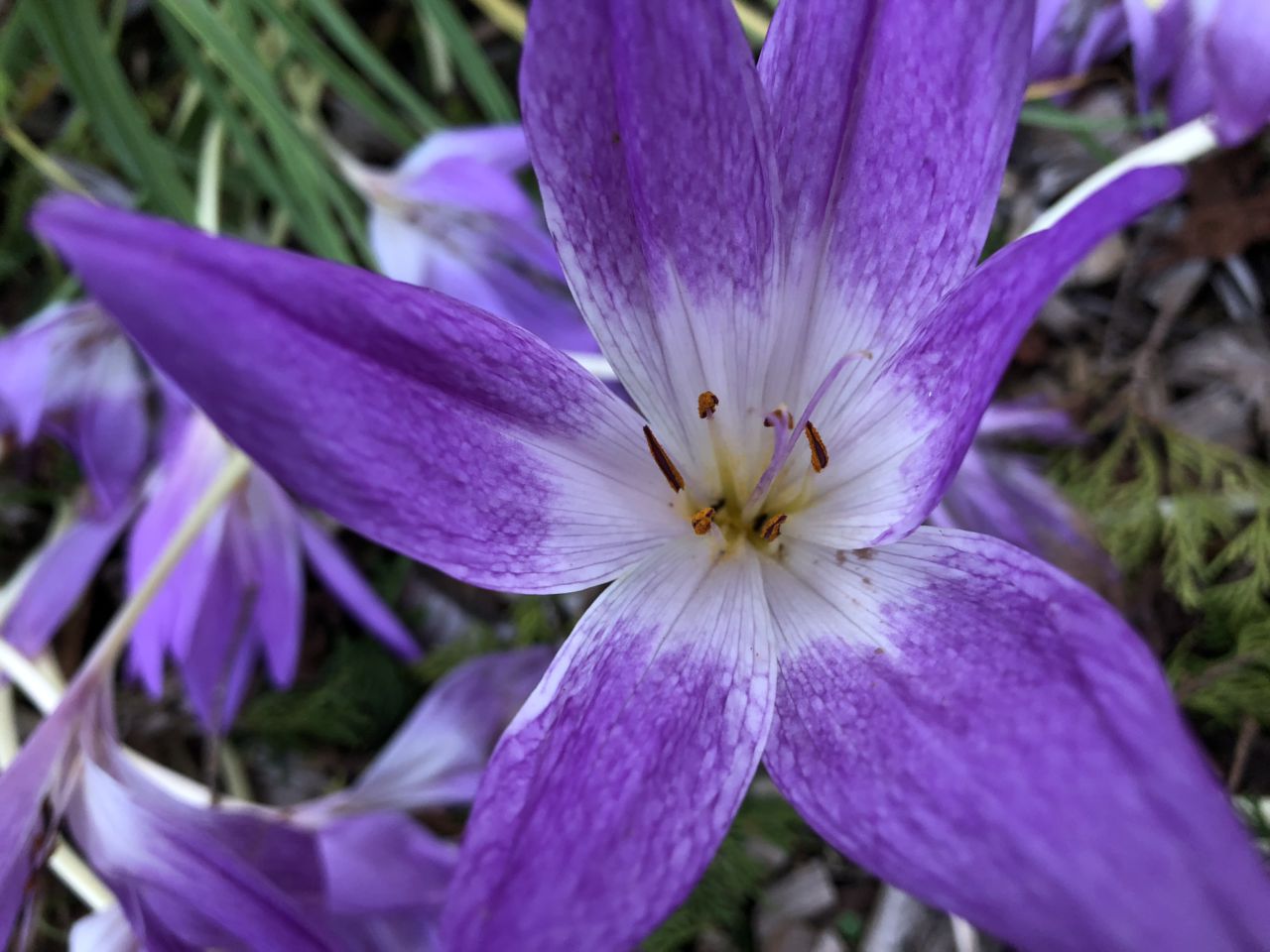園内の花たち(10/7)現在の開花状況#39