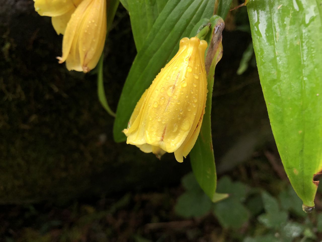 園内の花たち(10/12)現在の開花状況#40