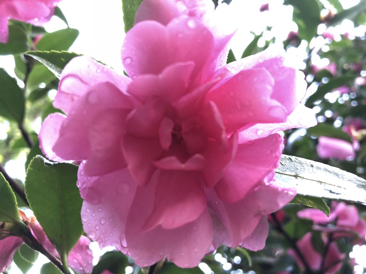 園内の花たち(10/21)現在の開花状況#43