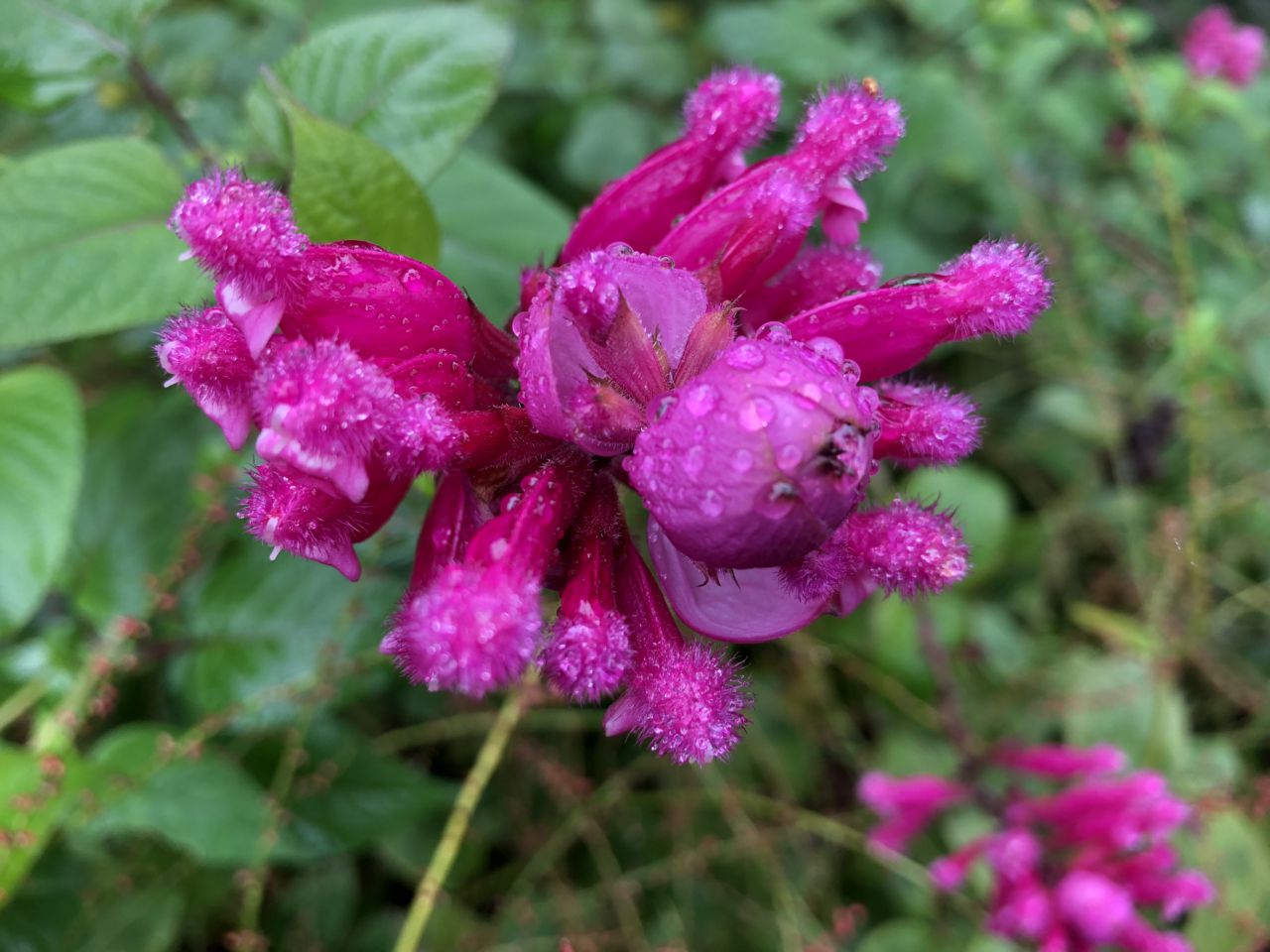 園内の花たち(11/4)現在の開花状況#47