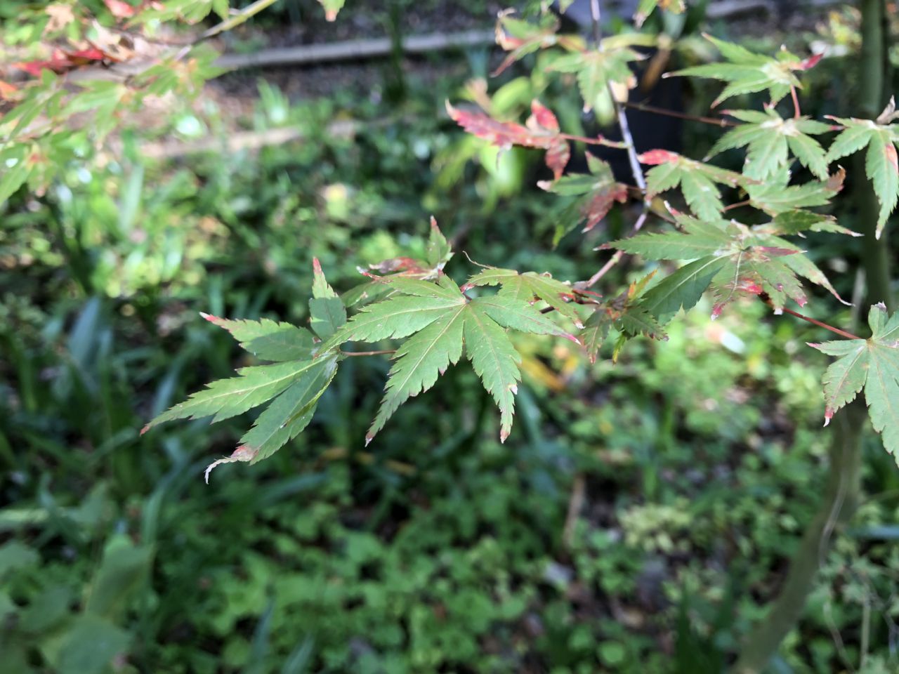 11月14日 紅葉情報
