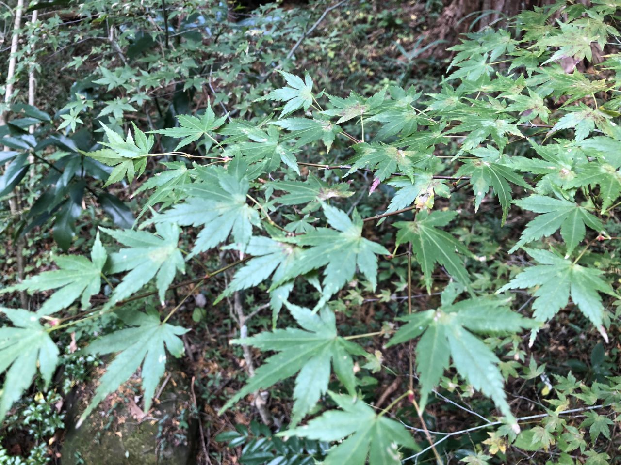 11月16日 紅葉情報