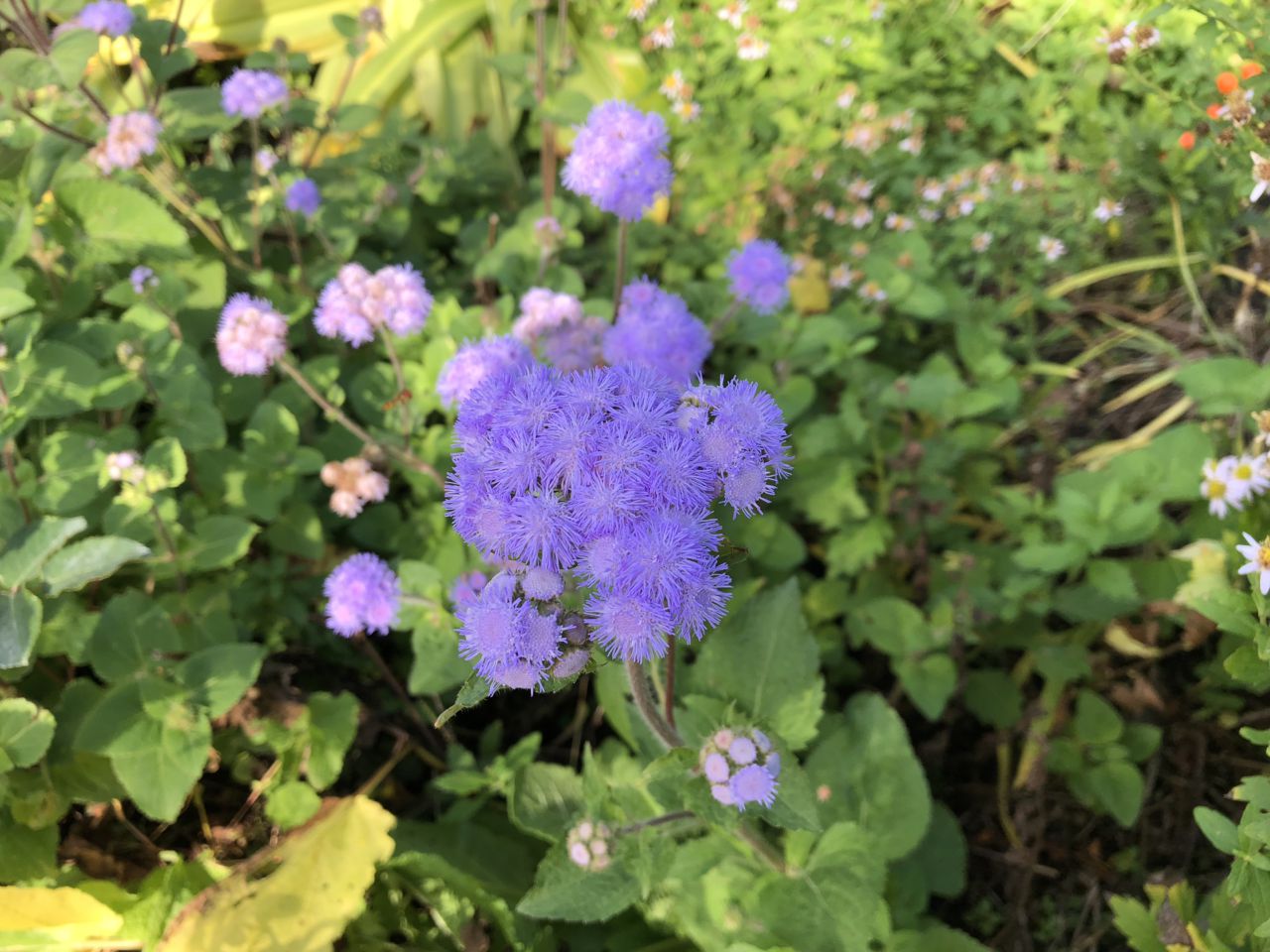 園内の花たち(11/16)現在の開花状況#51